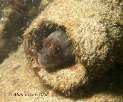 Tompot Blenny taken at Trefor Pier, North Wales.  Nikon D... by Alan Fryer 